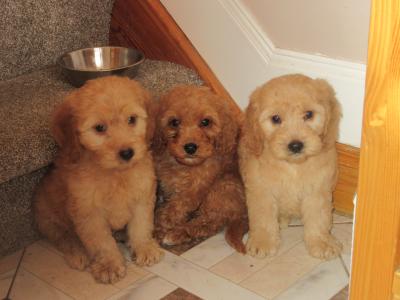 Cockapoo pups in Carlow